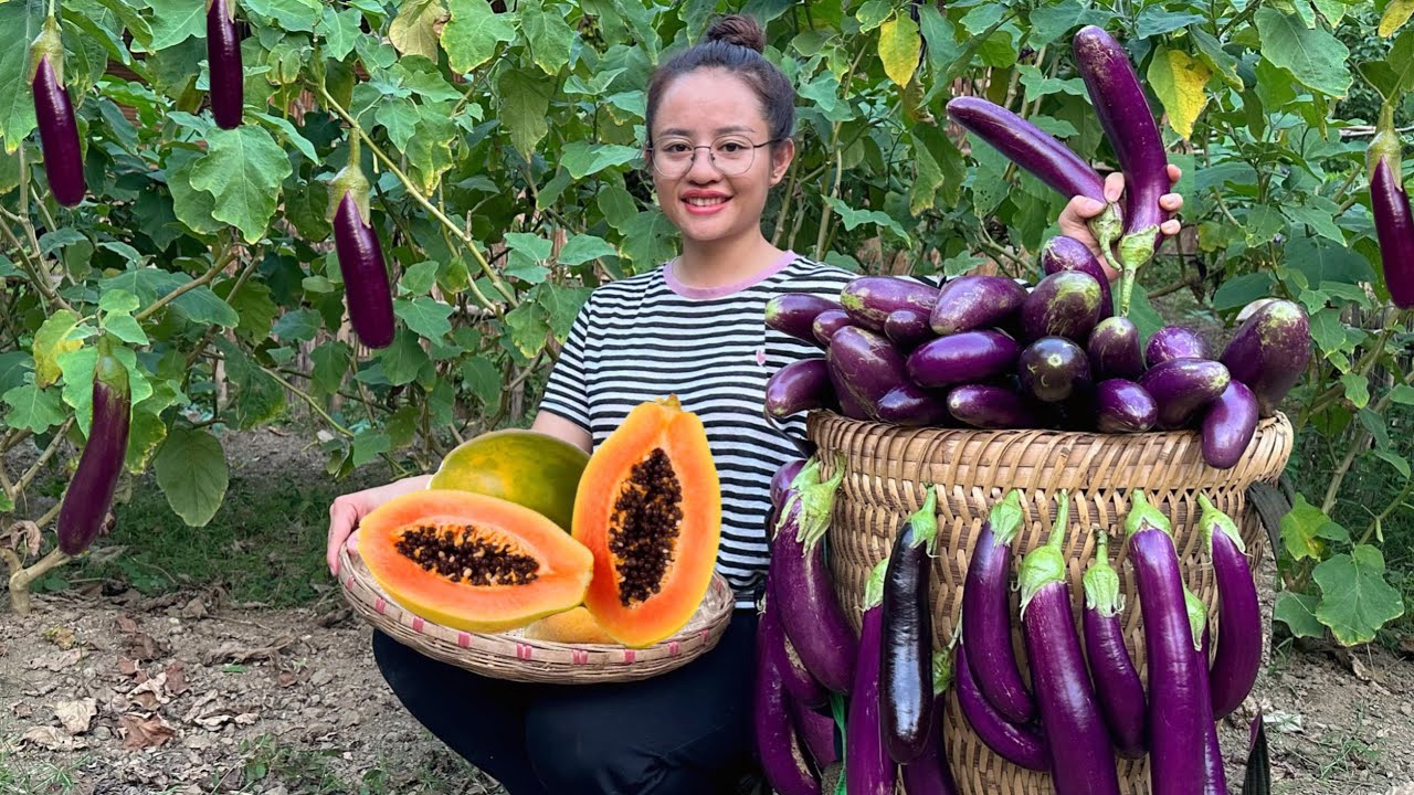 FULL VDEO: 60 Days of harvesting red dragon fruit, bananas & papaya to sell at the market