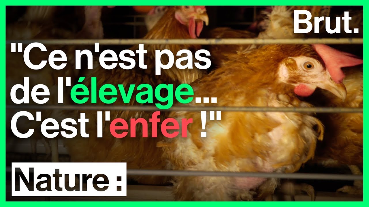 Stomy Bugsy s'infiltre dans un &eacute;levage de poules en batterie