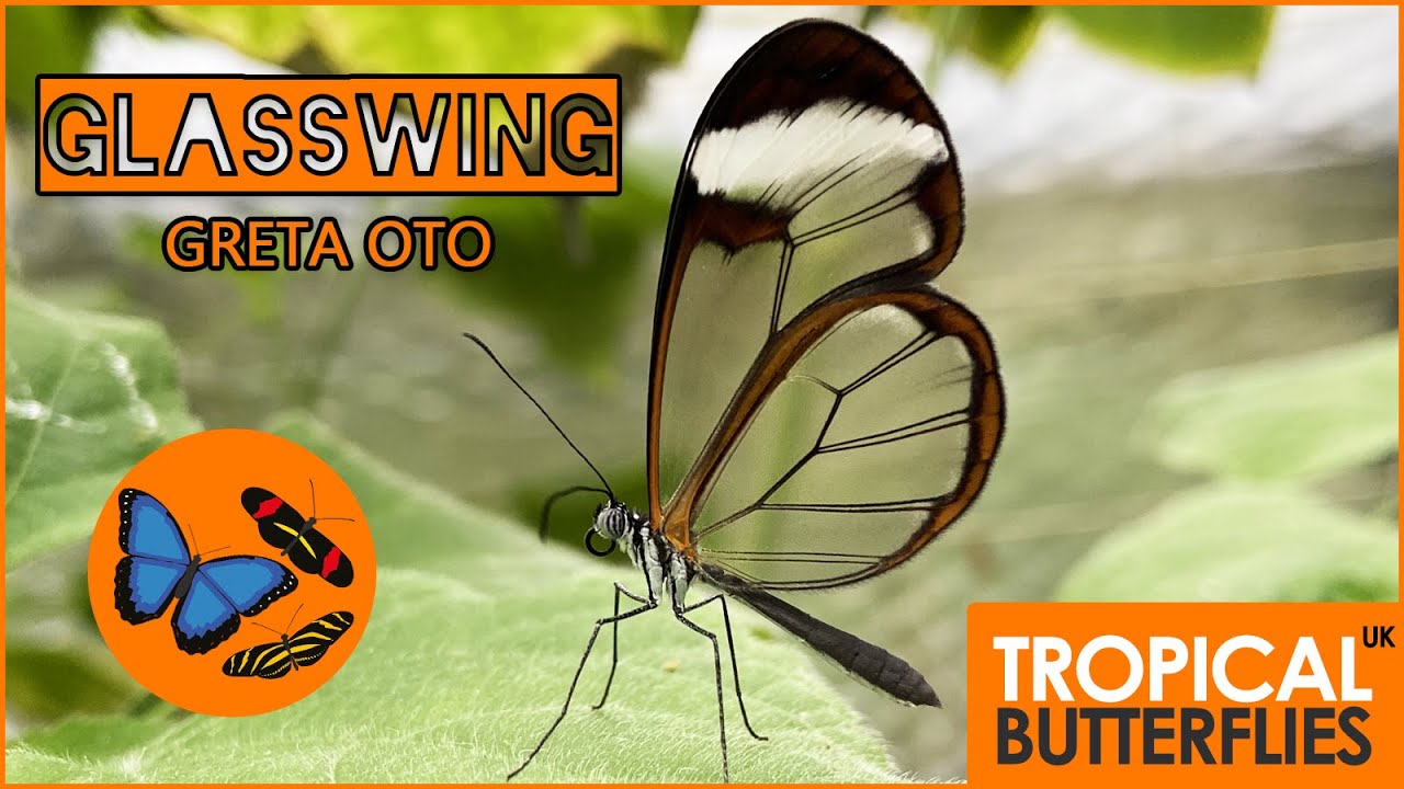 Glasswing Butterfly Greta oto - Keeping & Breeding Tropical Butterflies