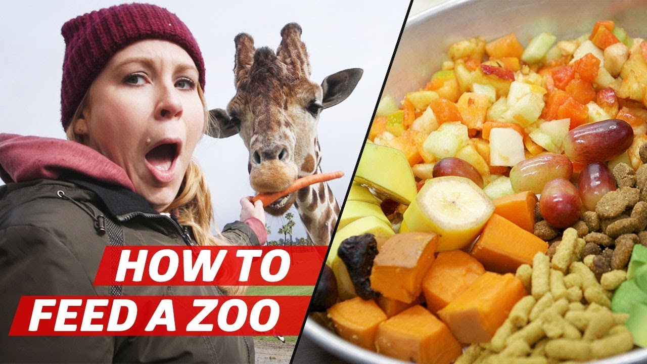 What It Takes to Feed Over 3000 Animals a Day at the San Diego Zoo Safari Park — How to Make It