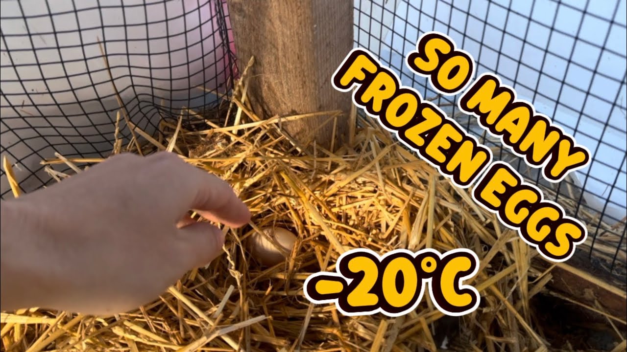 We Keep Finding Frozen Eggs!