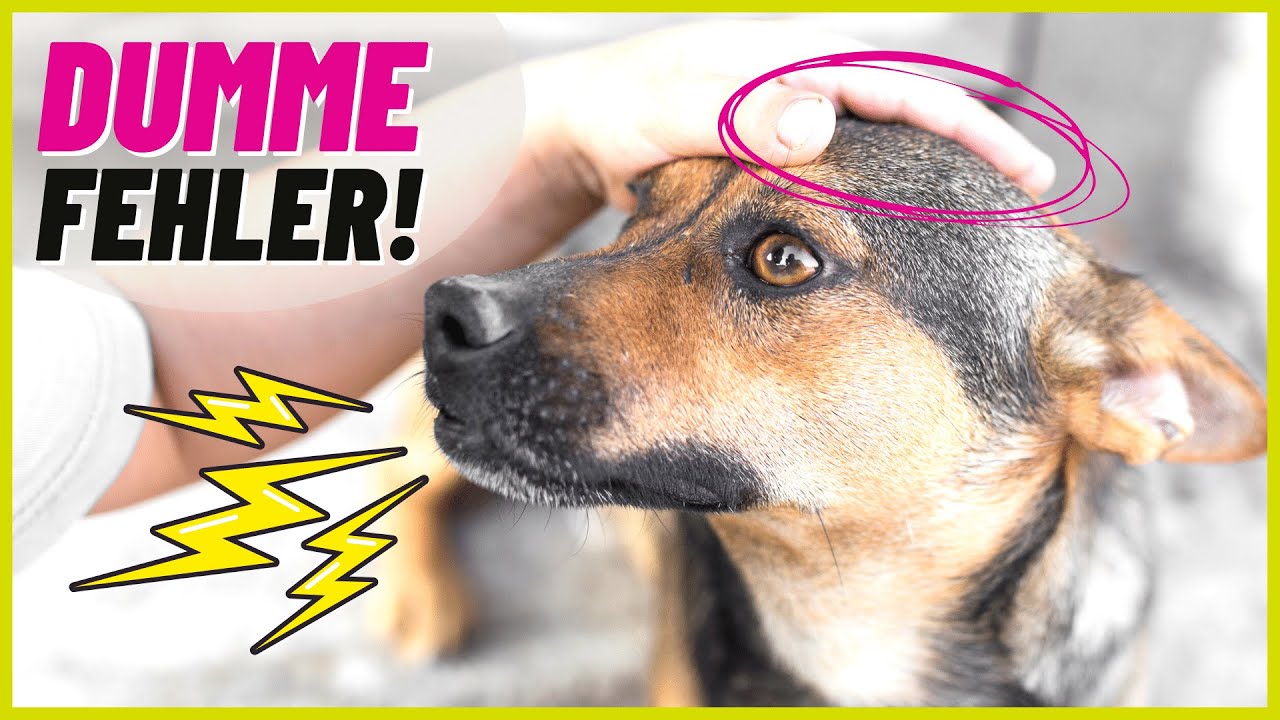 8 dumme Fehler im Umgang mit deinem Hund!