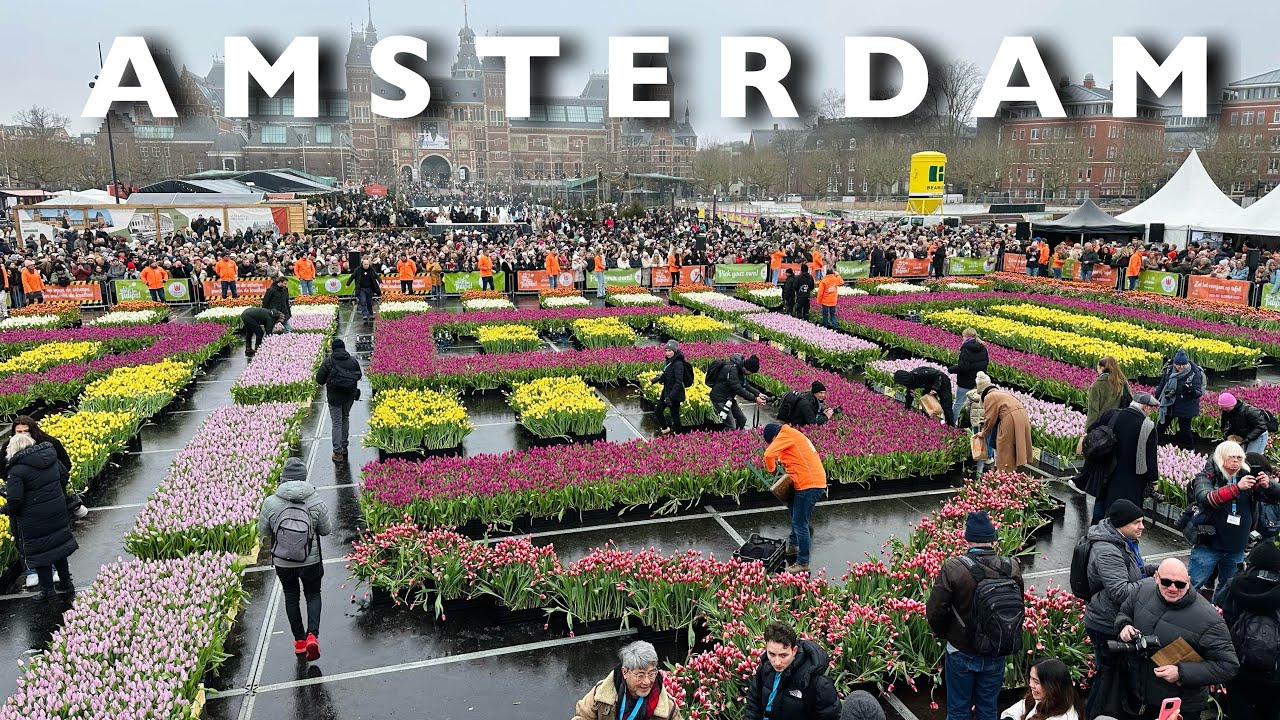 [4K] AMSTERDAM - National Tulip Day | Touring The Most Beautiful Tulip Festival in Amsterdam🇳🇱🌷🌷