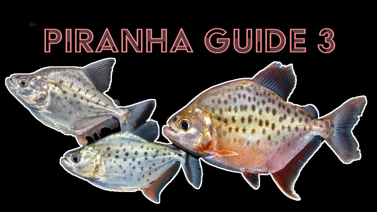 Справочник по пираньям 3: Редкие пираньи — Serrasalmus altuvei, S. careospinus и S. magallanesi.