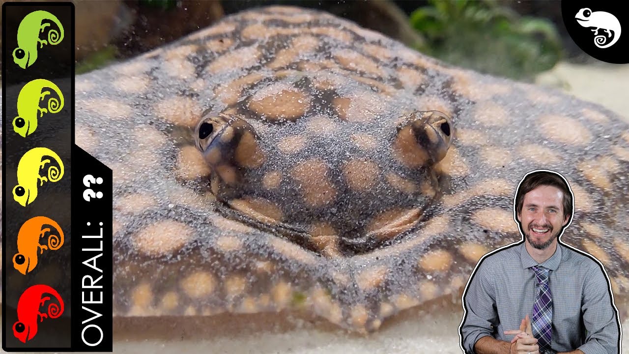 Freshwater Stingray, The Best Pet Fish?