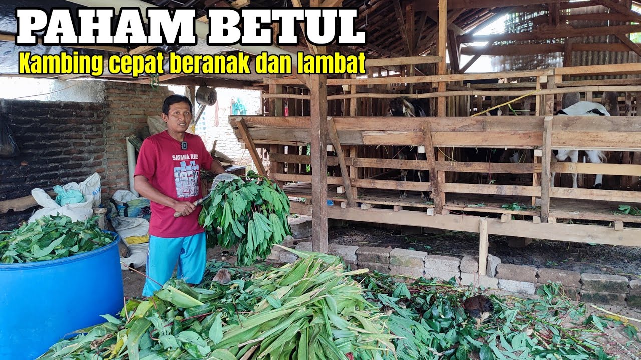 EKO FAHAM BETUL JENIS DAN SIFAT-SIFAT KAMBING YANG DIA MILIKI