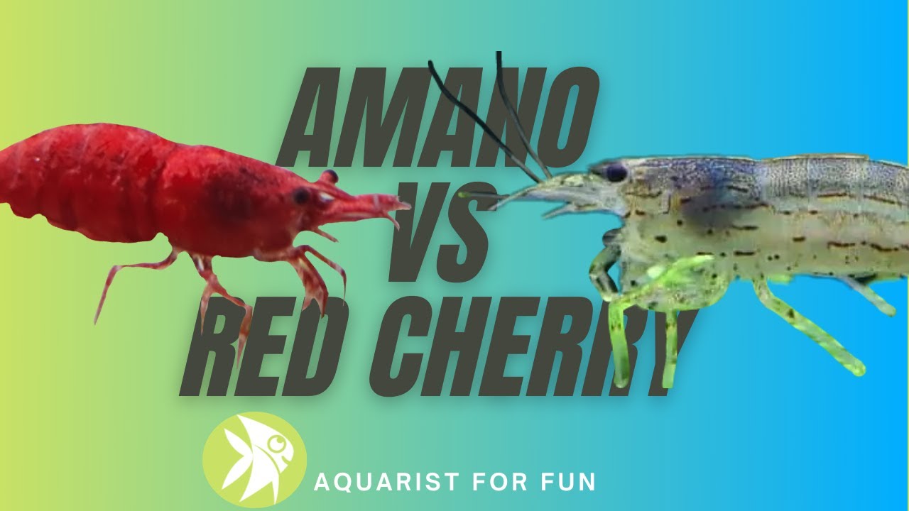 AMANO SHRIMP vs RED CHERRY SHRIMP [ Which One should you get? ]