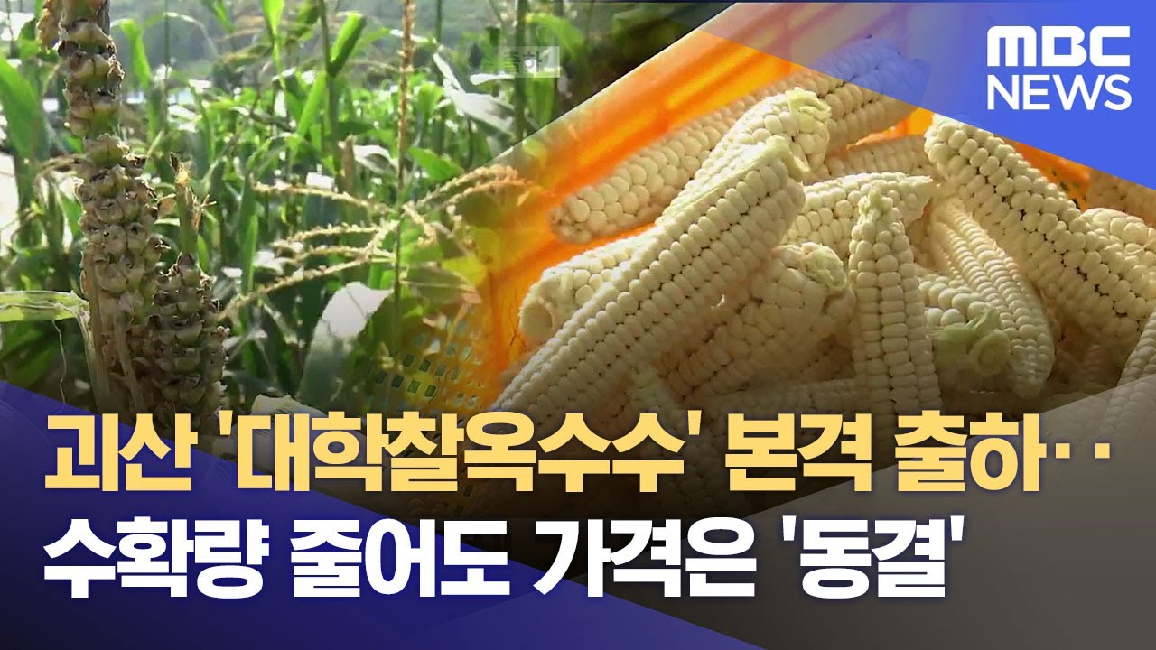 괴산 대학찰옥수수 본격 출하‥폭염 걱정 (2025.07.09/뉴스데스크/MBC충북)