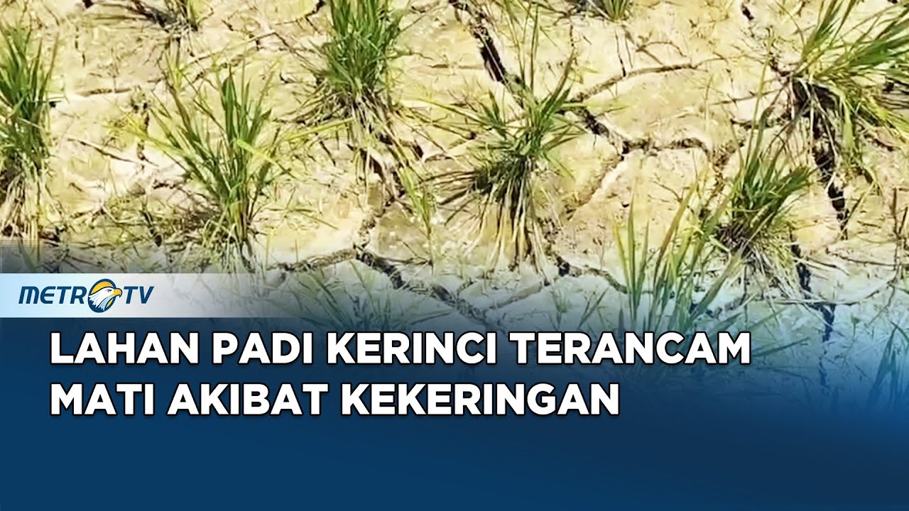 Akibat Kekeringan, Tiga Kecamatan di Kerinci Terancam Gagal Panen Padi