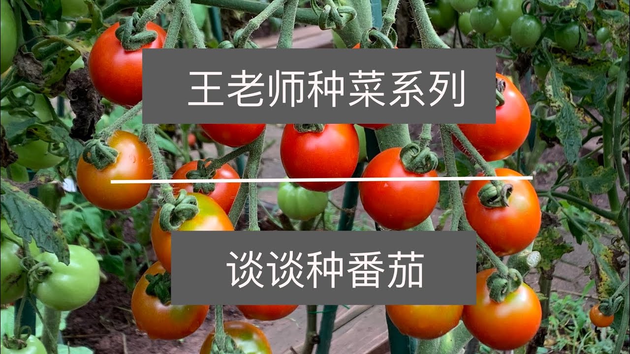 王老师种菜：谈谈种番茄