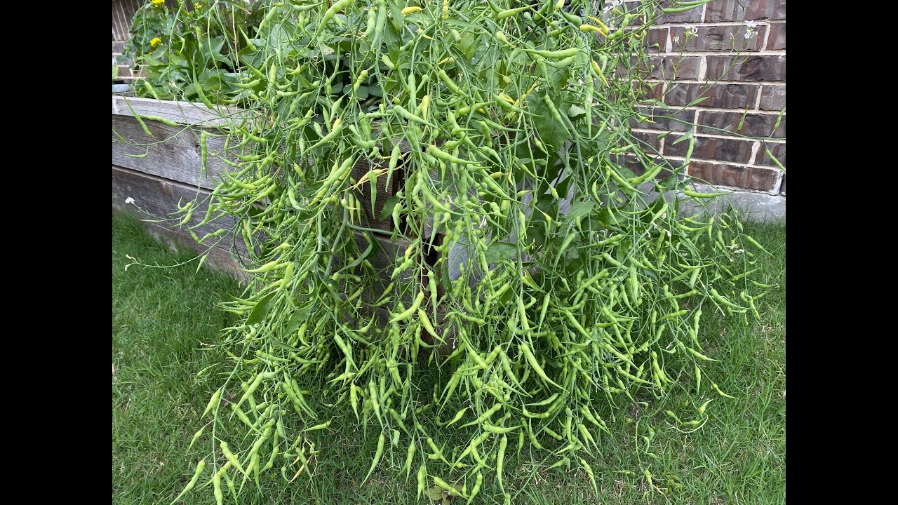 Radishes Not Forming Bulbs - No Worries Just Eat The Pods