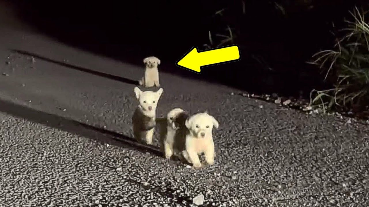 The four puppies lined up, begging to be rescued from the coyotes.