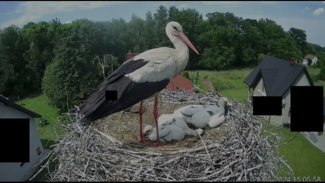 Nietypowe zakupy Kazia i powrót natrętnej sąsiadki, czyli Kaziów codzienne przypadki - 28.05.24