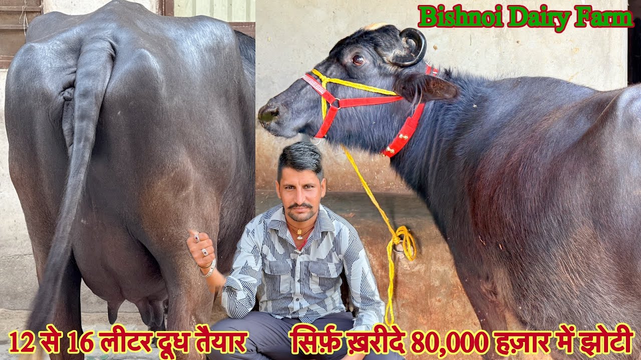 सिर्फ़ 80,000 हज़ार में झोटी ✅16 लीटर दूध तैयार की 🏆3 Buffalo For Sale 😱ट्रांसपोर्ट फ़्री 🎉#animals 