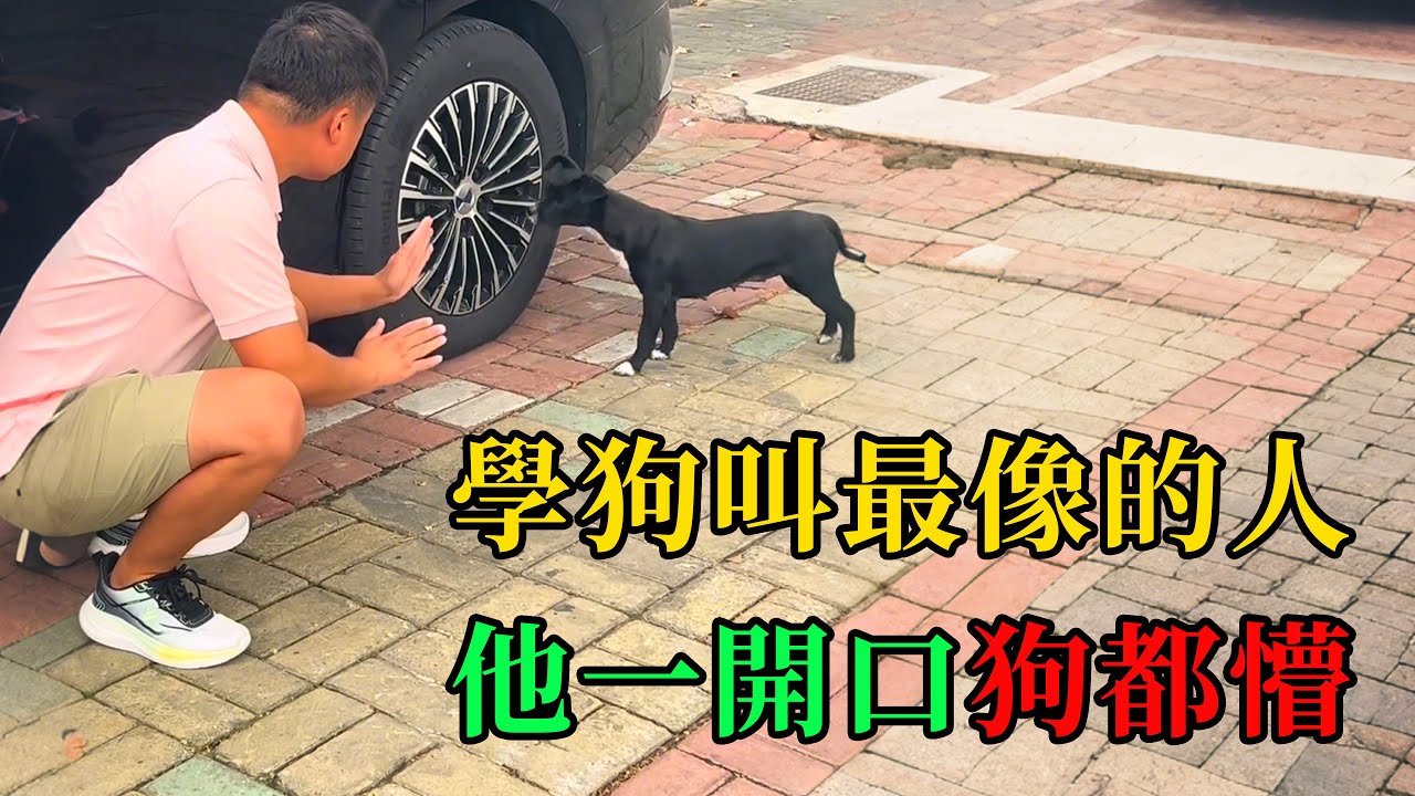 學狗叫最像的人，他一開口狗都懵 #動物的迷惑行為  #養動物的樂趣  #動物的心思都寫在臉上