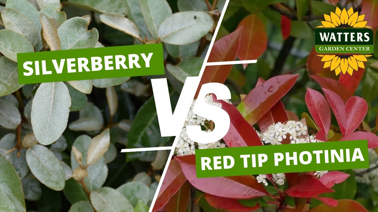 Gilt Edge Silverberry vs Red Tip Photinia | Best Evergreen Shrubs for Arizona Gardens 🌿