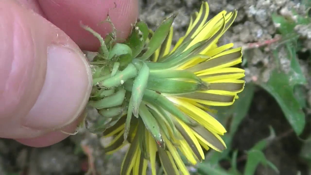 Zo herken je Paardenbloem