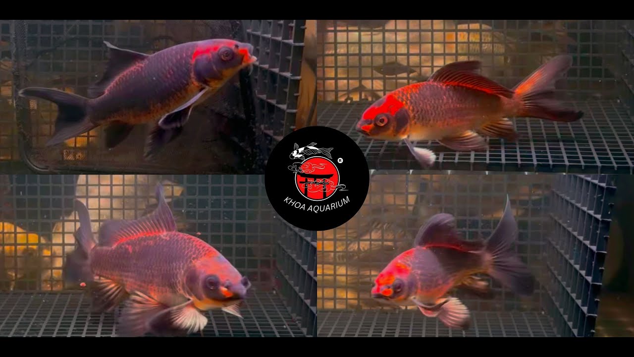 KHOA AQUARIUM | ĐÃ VỀ HÀNG !! , PHI TẦN MÈO NHAM & MÈO ĐỎ CUỐI CÙNG CỦA NĂM TRƯỚC TẾT GIÊNG PHẨM CAO