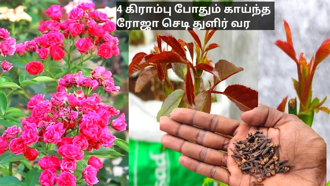 காய்ந்த ரோஜா செடி துளிர் வரும் இதை கொடுங்கள்-rose plant fertilizer tamil- plant growing fertilizer