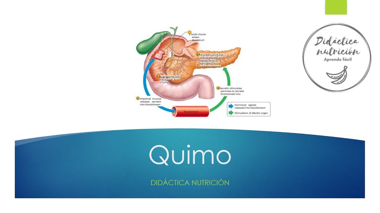 ¿Cómo se forma el quimo?