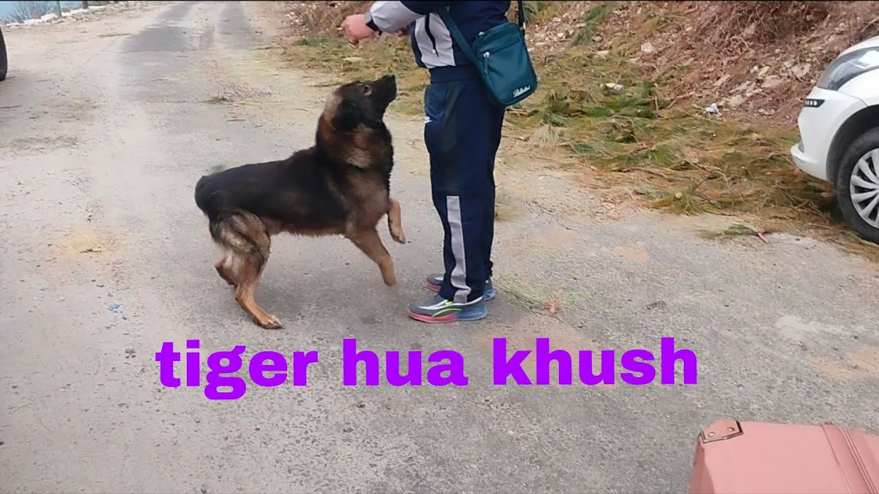 #Tiger hame dekhkar ho gya pagal 18 Feb 2026