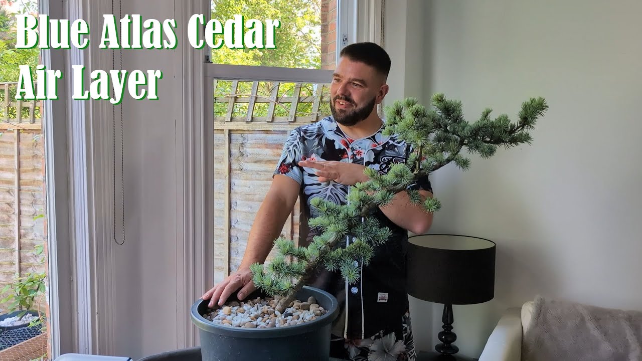 Blue Atlas Cedar Air Layer