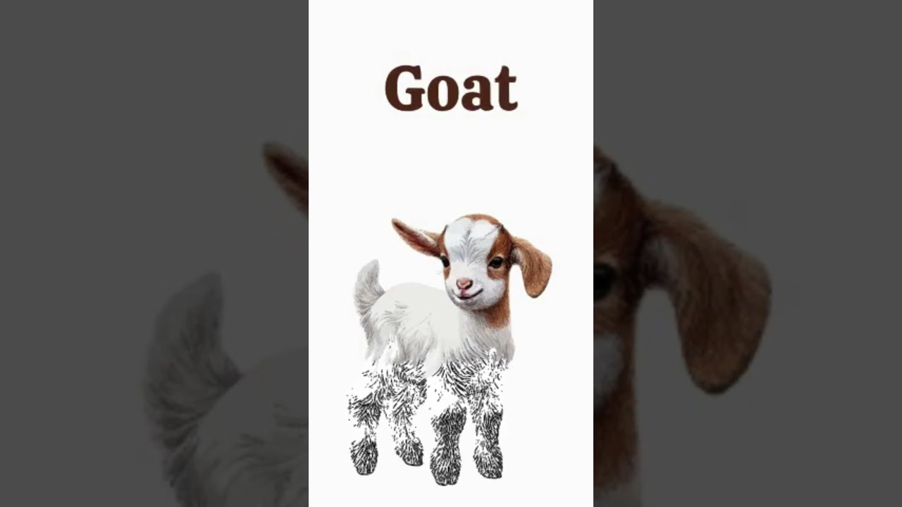 How to Draw and Color a Goat
