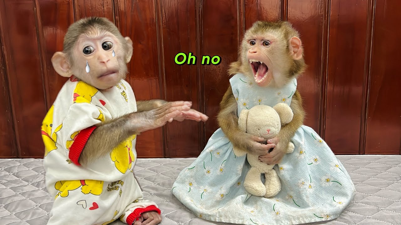 monkey Tina gets angry when monkey Xuka tries to take her teddy bear.