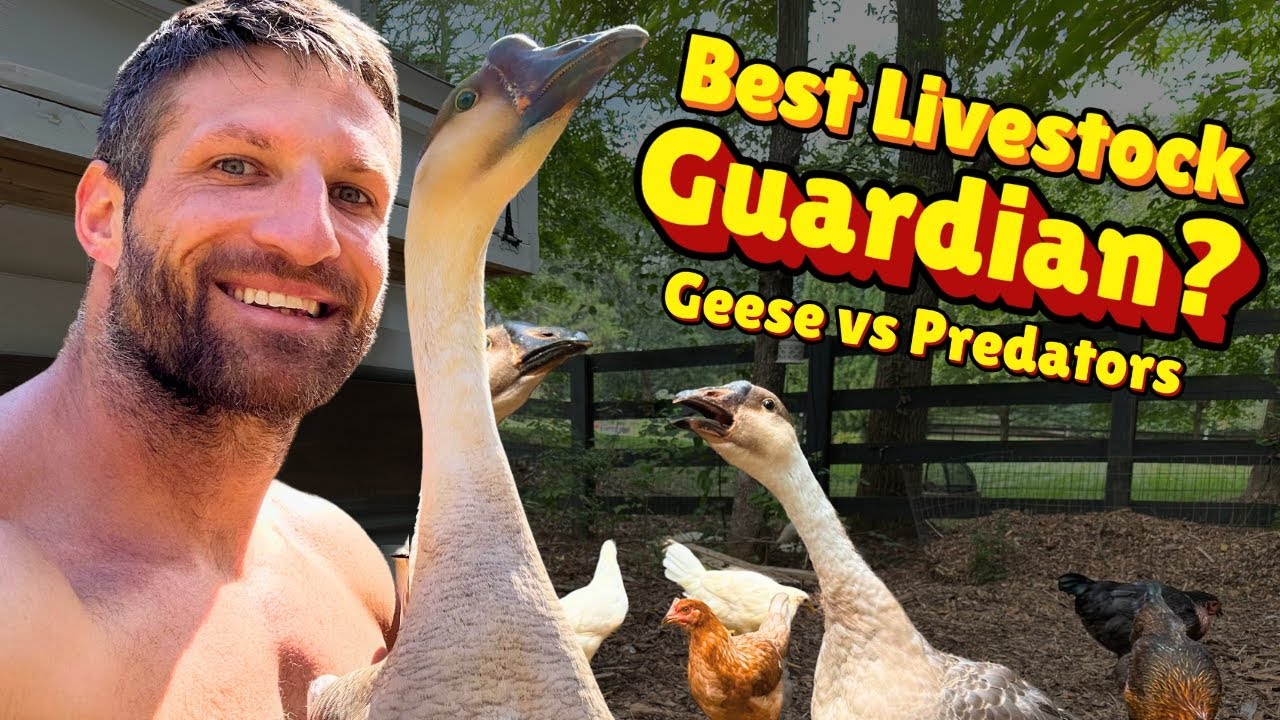 How Our 2 African Geese Became Our Homestead Defenders!