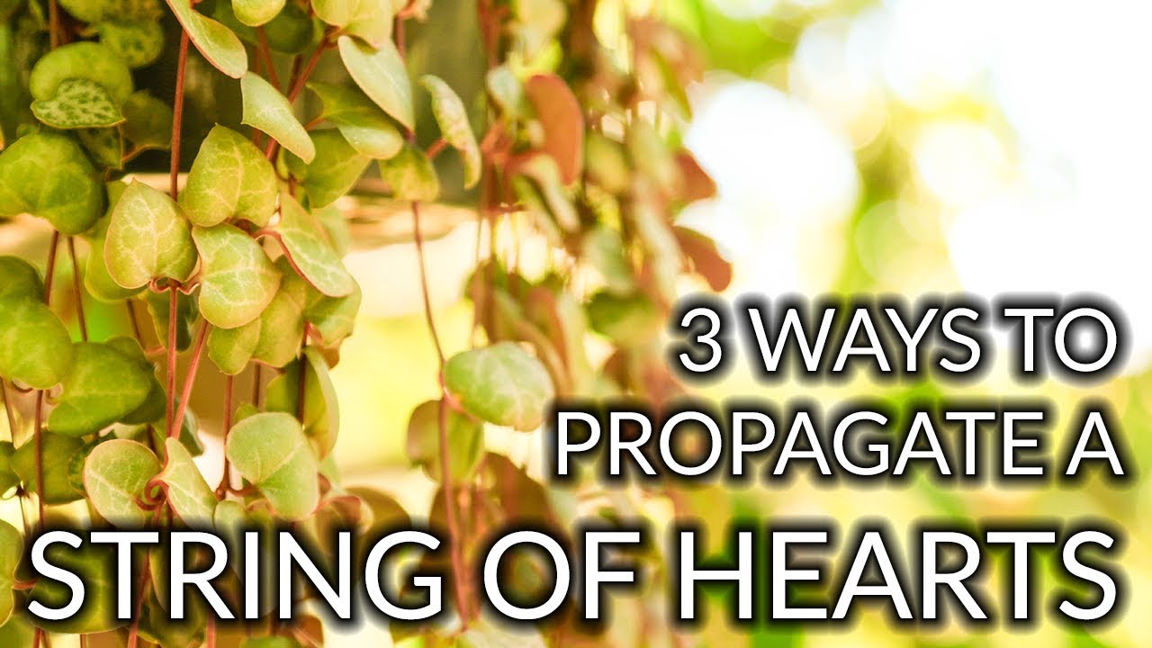 4 Ways To Propagate A String Of Hearts  Plant (Rosary Vine) / Joy Us Garden