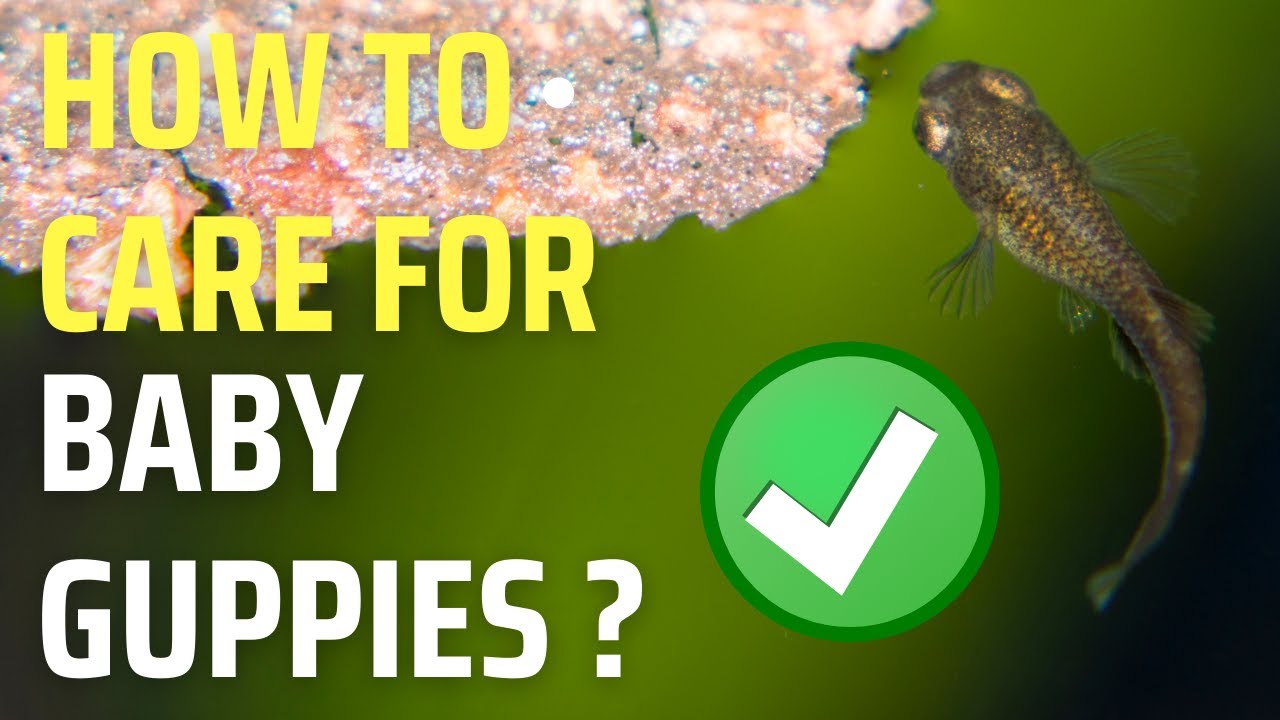 Guppy Fry Care &ndash; How to Care for Baby Guppies