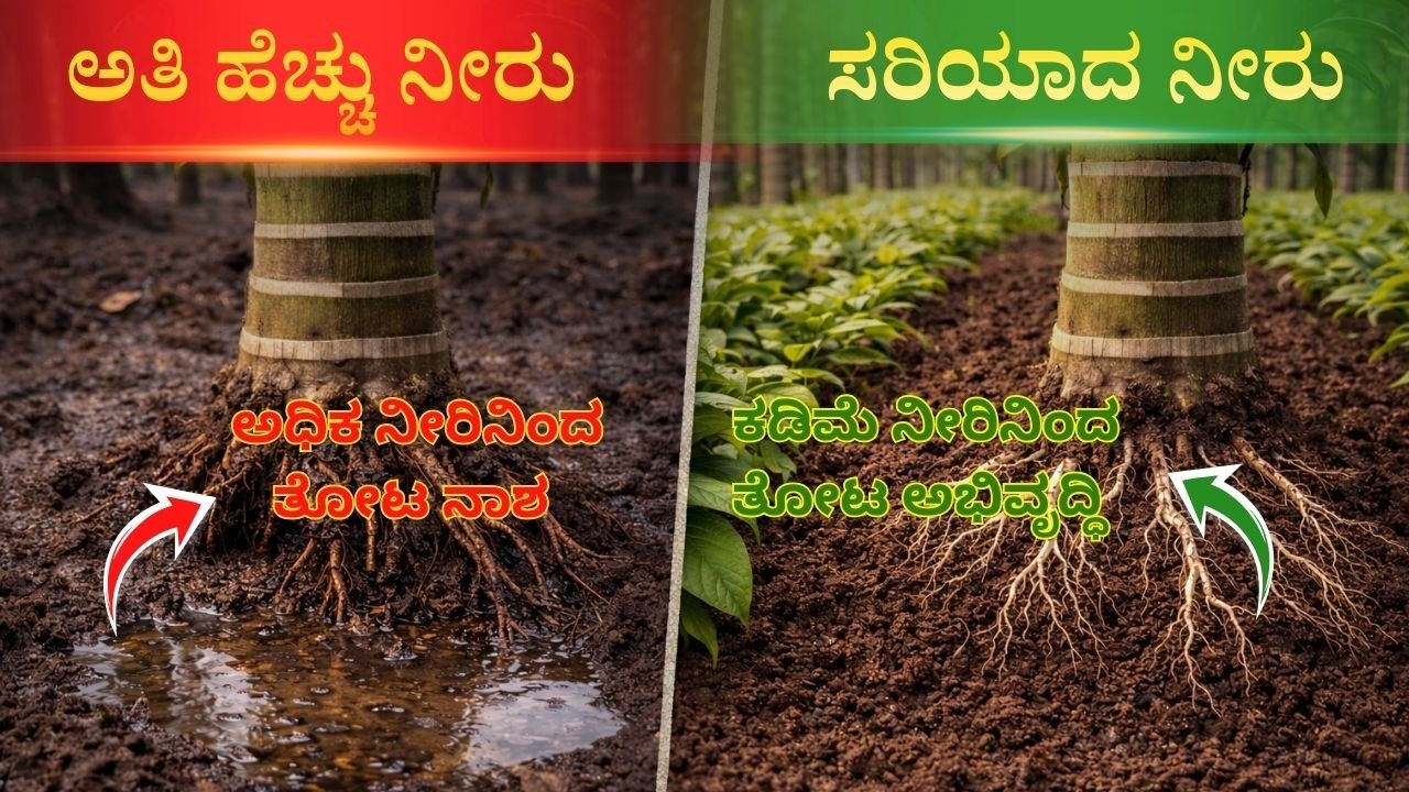 Arecanut Farming | ಅತಿ ಹೆಚ್ಚು ನೀರು ಕೊಟ್ಟರೆ ಏನಾಗುತ್ತದೆ? |ರೈತರು ಮಾಡುತ್ತಿರುವ ದೊಡ್ಡ ನೀರಿನ ತಪ್ಪು!