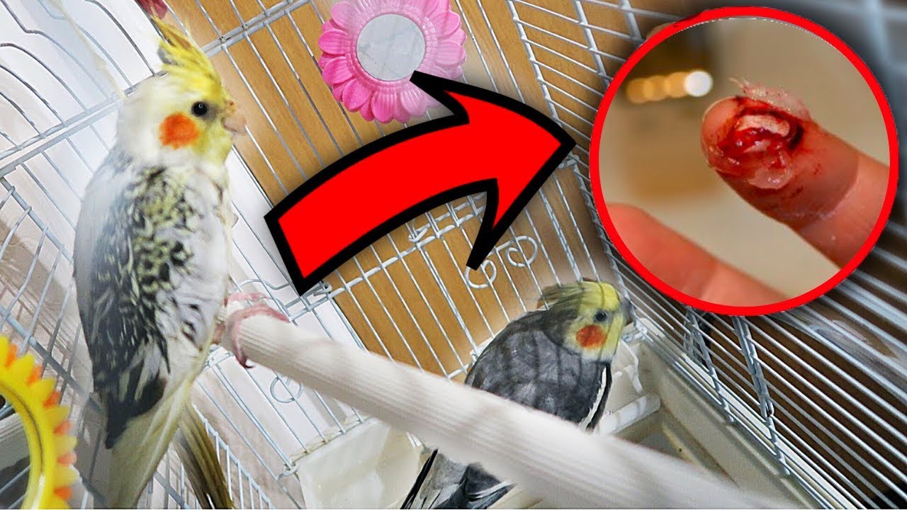 We Got A NEW Pet Cockatiel Bird **IT ENDED BADLY**