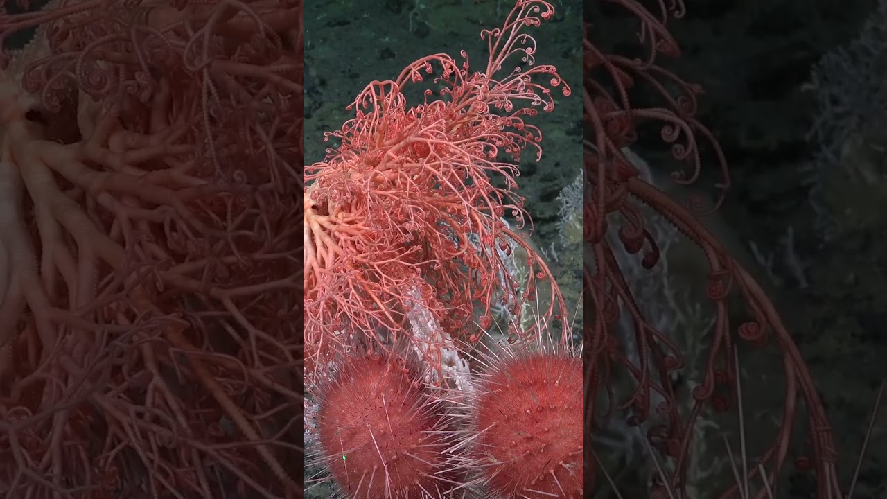 A bustling community! #oceanscience #nature #southsandwichislands