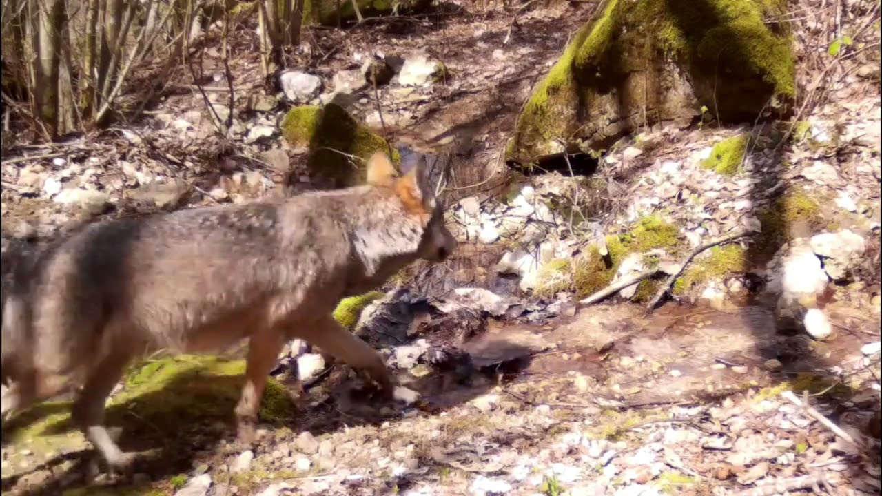 Occhi discreti tra i Monti Ernici / Discreet eyes in the Ernici Mountains