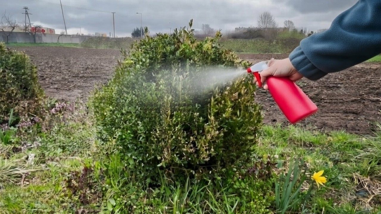 Szybkie pozbycie się ćmy bukszpanowej – naturalnie i bez szkody dla krzewów
