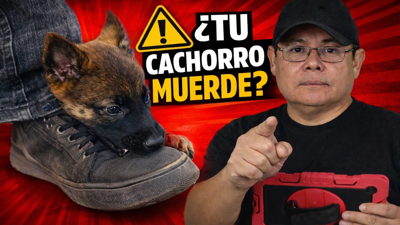 ¿Tu cachorro no para de morder? El error que cometen todos los dueños primerizos