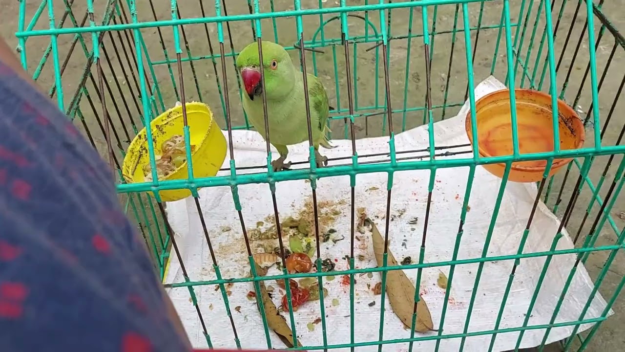 Feeding my parrrot