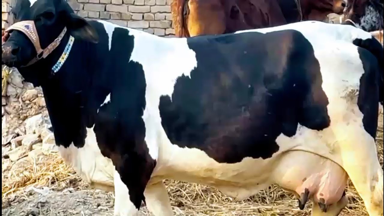Frezan Girlando Secend timer 24 liter milk record and Sahiwal Cholistani Cows for sale for breeding