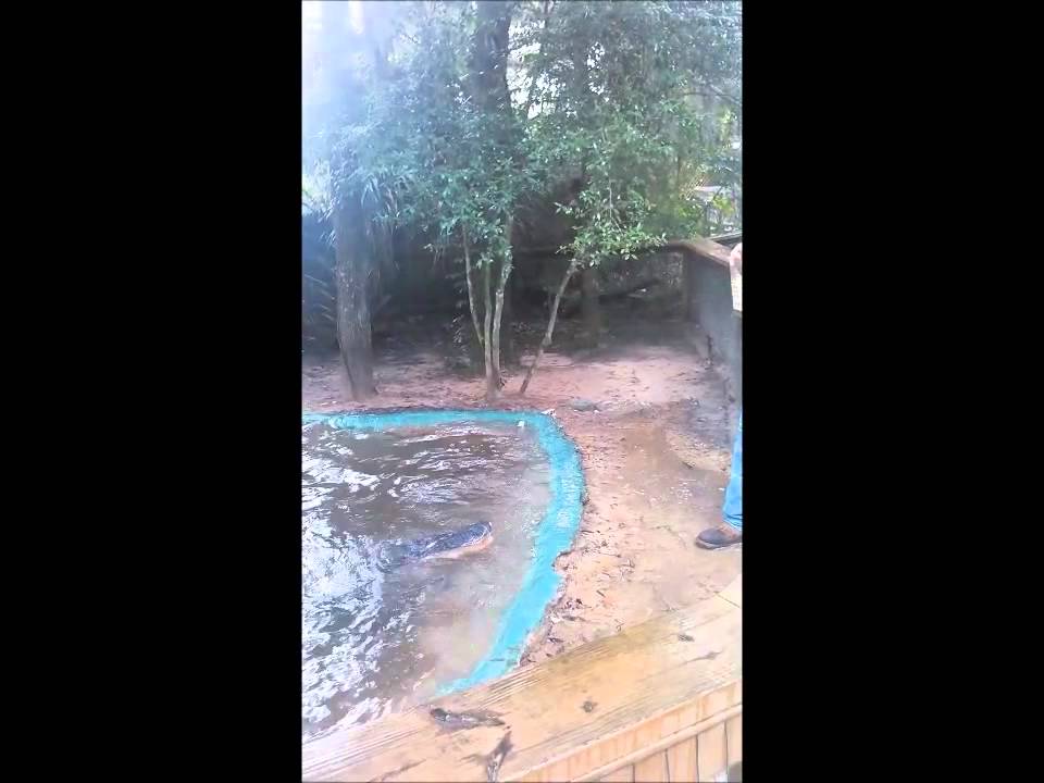 Exploring the Serpentaruim