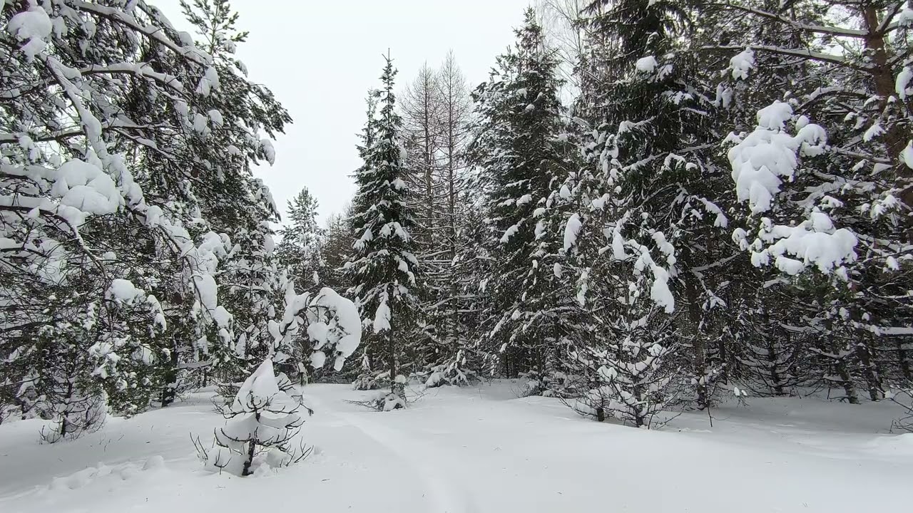 Snowy Forest. pt.5. January 2026