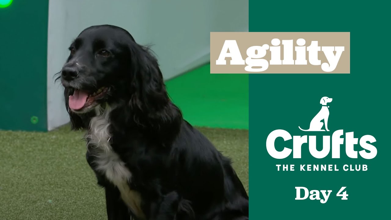 Championships – Small & Medium (Jumping) - Part Two | ​Crufts 2025