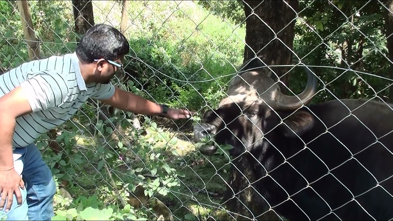 WOW!! I fed a Bison at Marayoor Sandal Reserve Forest, Munnar