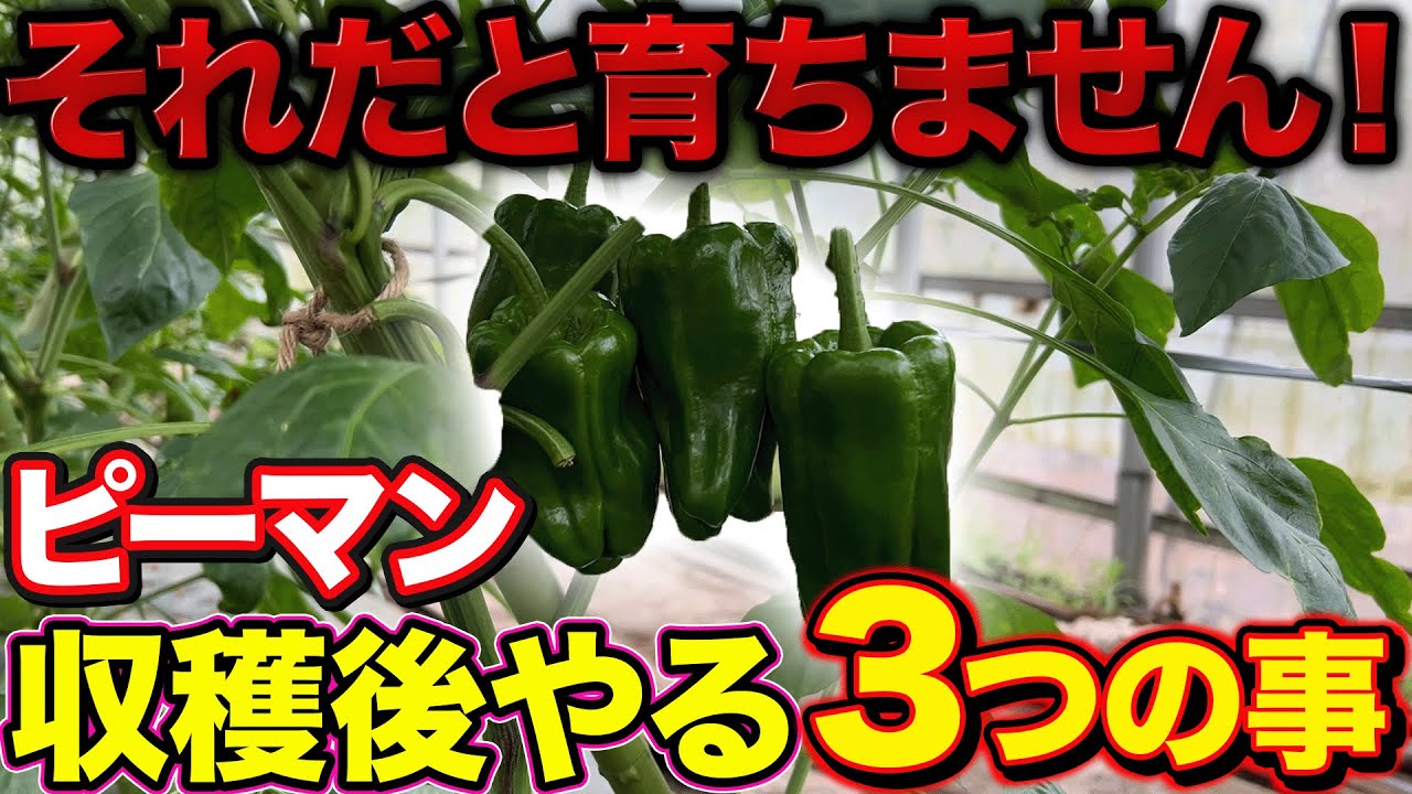 【必ずやれ！】ピーマンの収穫が始まったら気をつけなければならない作業３つ