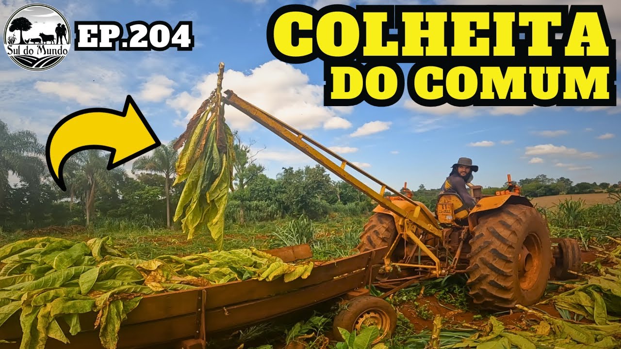 ✅ COLHEITA do FUMO COMUM - DESABAFO