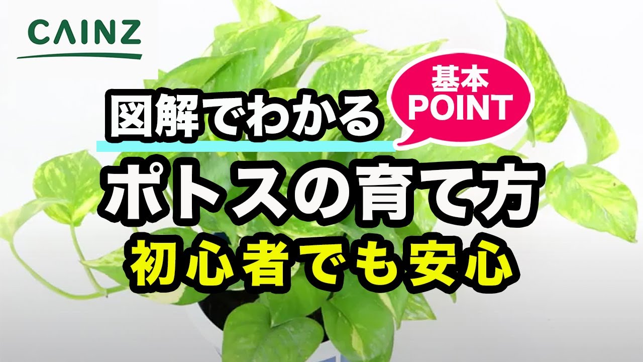 ポトスの育て方（別名：オウゴンカズラ） カインズ花図鑑