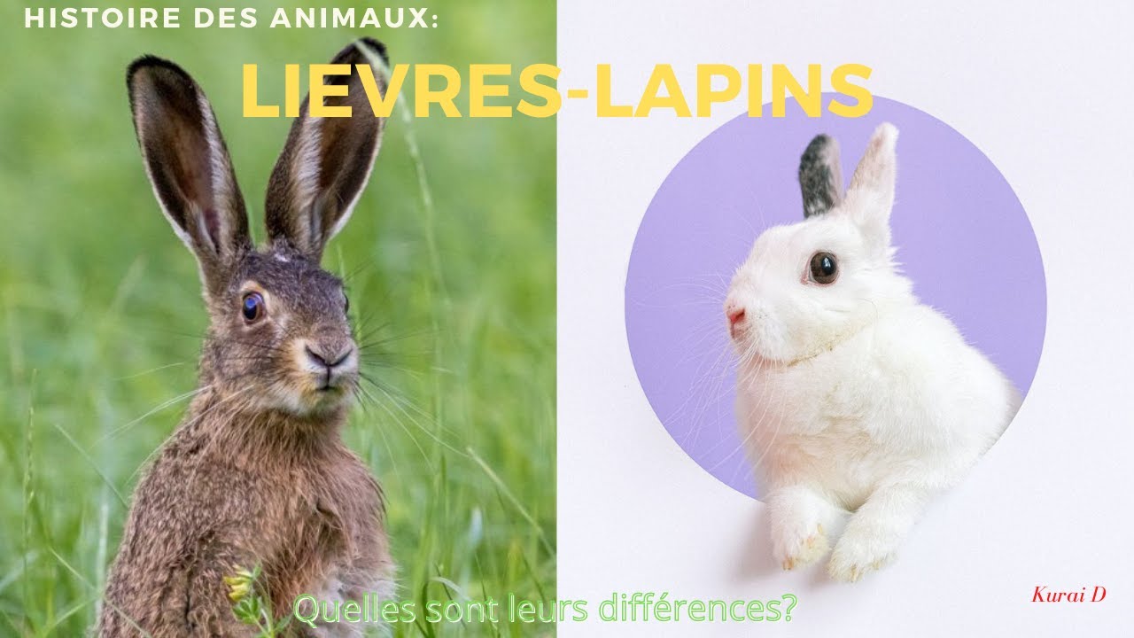 Spécial Pâques, savez-vous différencier le lapin du lièvre ? #lièvres #lapins #HDA