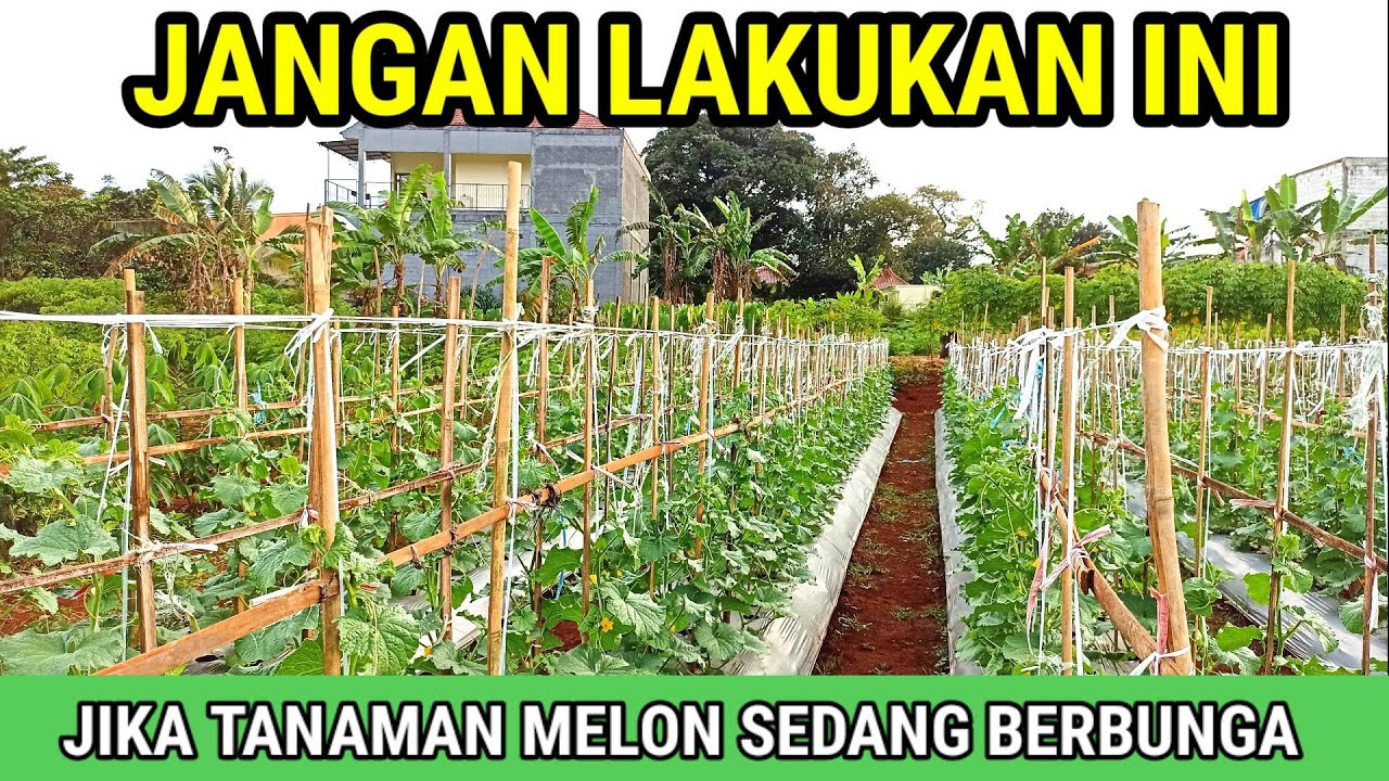 JANGAN LAKUKAN IN..! IDI SAAT TANAMAN MELON PROSES POLINASI