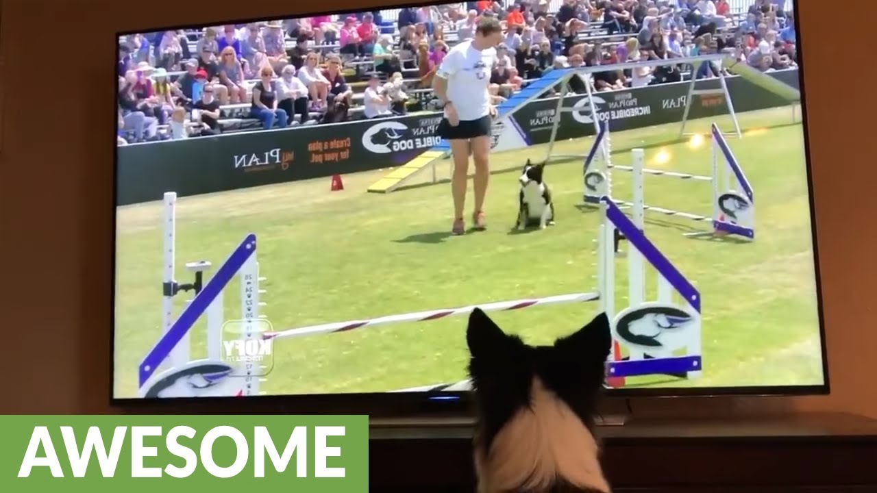 Border Collie enthusiastically watches herself win agility competition on TV