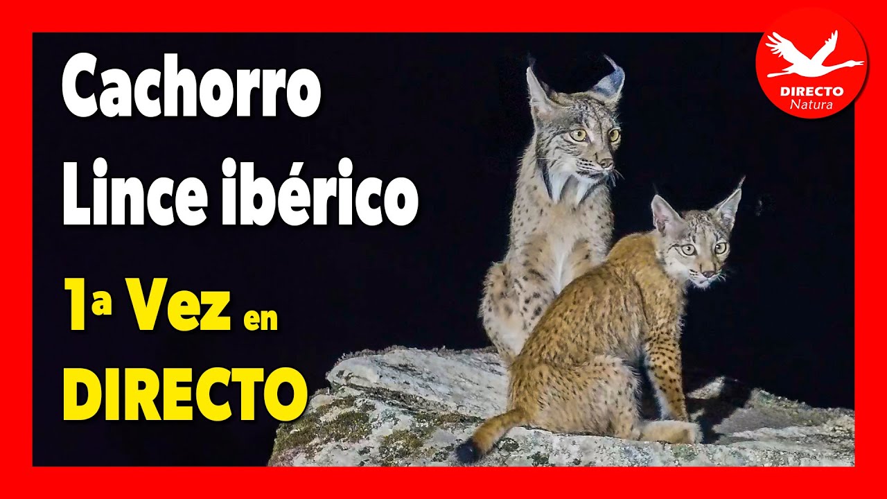 😻 Lince ibérico CACHORRO 1ª vez en 🔴DIRECTO - Noche y Color